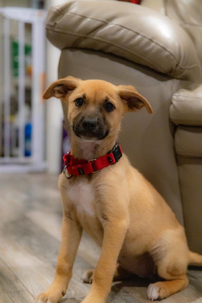 Enlarge Lulu, a Adoptable mixed breed in Escondido, CA image 2/6