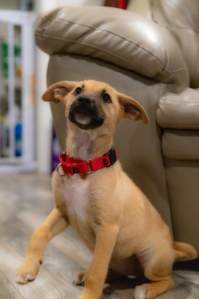 Enlarge Lulu, a Adoptable mixed breed in Escondido, CA image 4/6