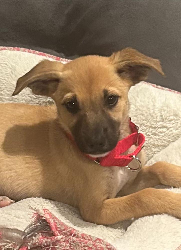 Enlarge Lulu, a Adoptable mixed breed in Escondido, CA image 5/6