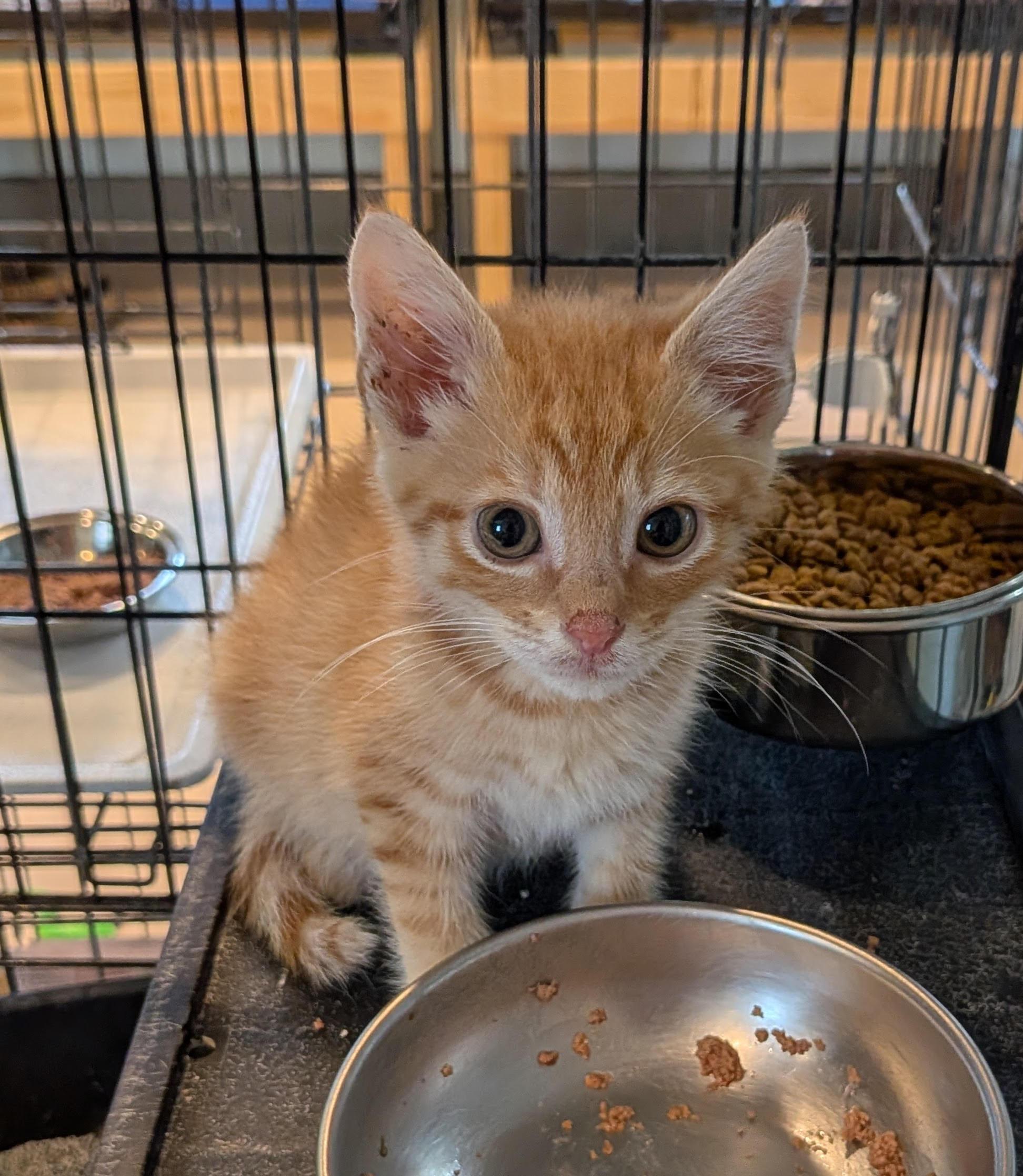 Enlarge Ollie, a ADOPTABLE Domestic Short Hair in Heathsville, VA image 1/1