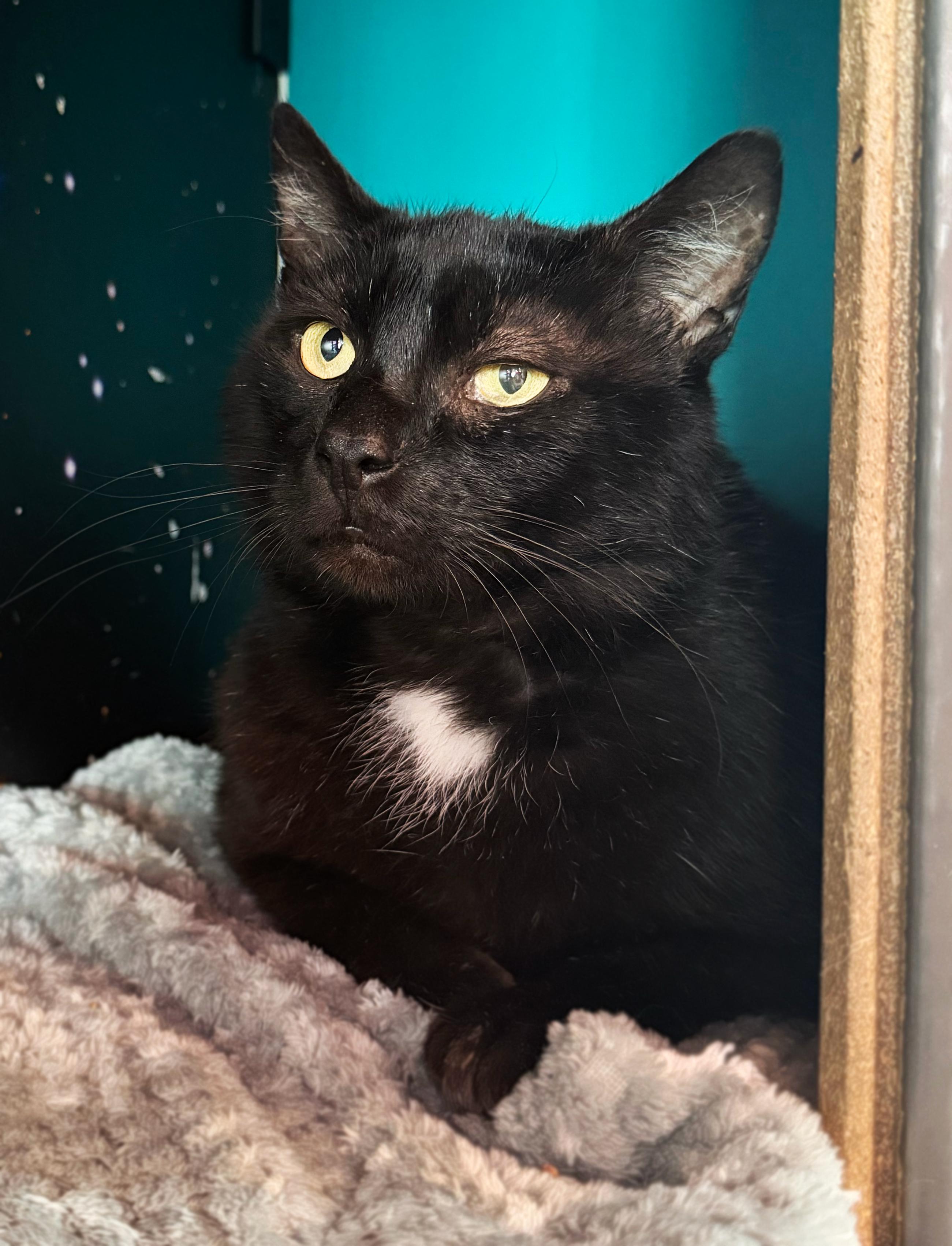 Enlarge Gorilla, a ADOPTABLE Domestic Short Hair in Asheville, NC image 1/1
