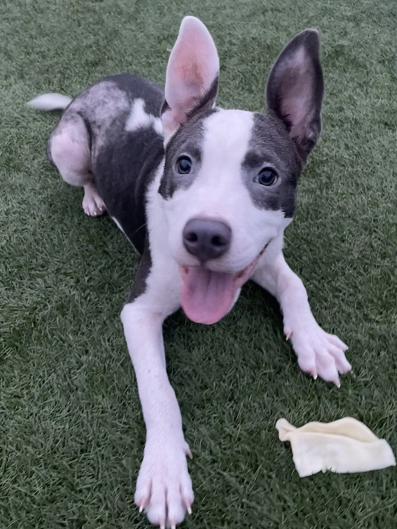 Enlarge Alice, a Adopted mixed breed in Portland, OR image 1/6