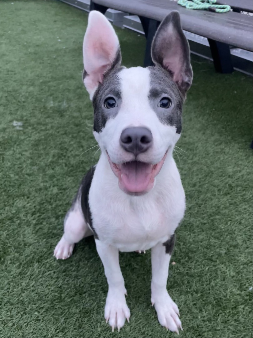 Enlarge Alice, a Adopted mixed breed in Portland, OR image 2/6