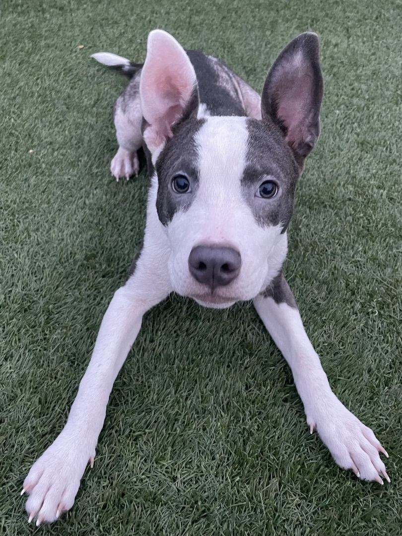 Alice, Adopted, Puppy Female Pit Bull Terrier.