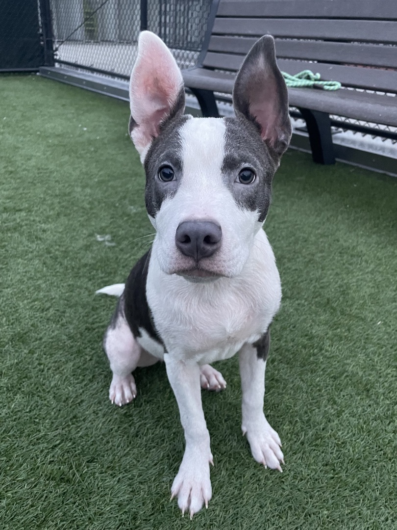 Enlarge Alice, a Adopted mixed breed in Portland, OR image 5/6