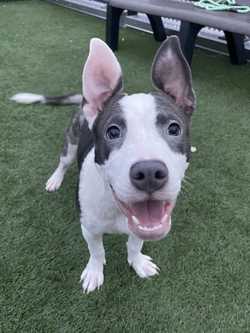 Enlarge Alice, a Adopted mixed breed in Portland, OR image 6/6