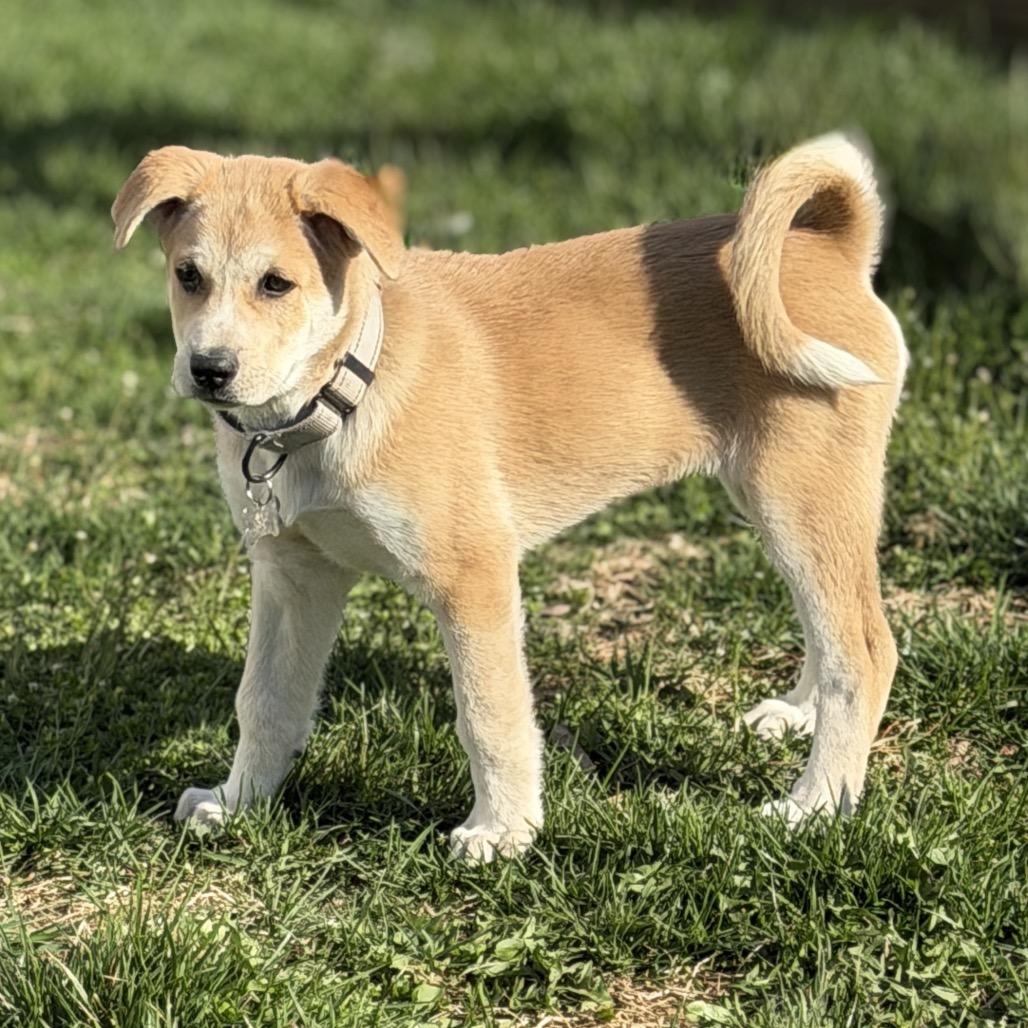 Enlarge HERA, a Adoptable Great Pyrenees in La Grange, KY image 1/6