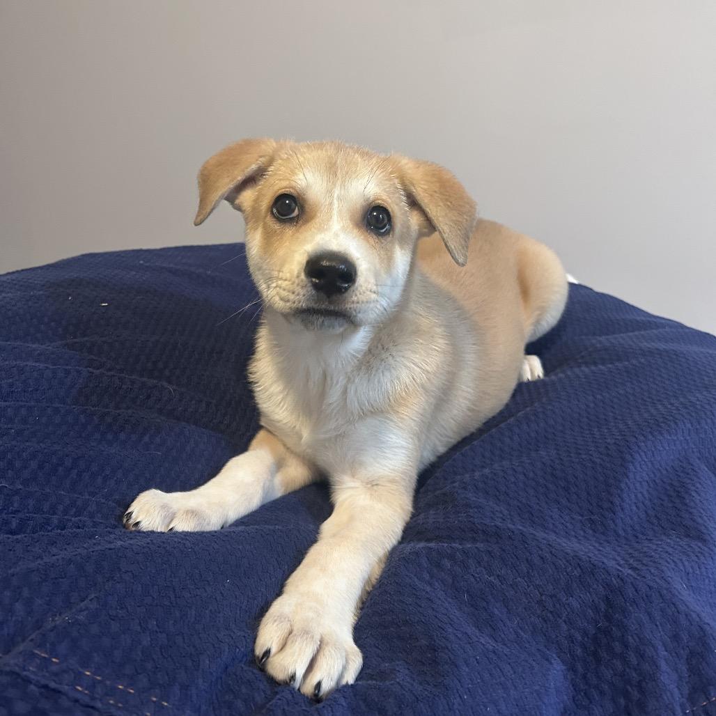 HERA, Adoptable, Puppy Female Great Pyrenees.