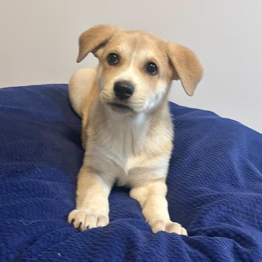 Enlarge HERA, a Adoptable Great Pyrenees in La Grange, KY image 4/6