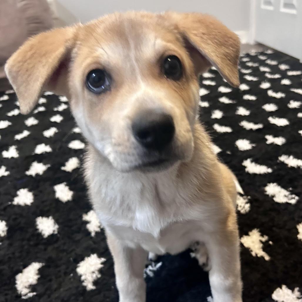 Enlarge HERA, a Adoptable Great Pyrenees in La Grange, KY image 5/6