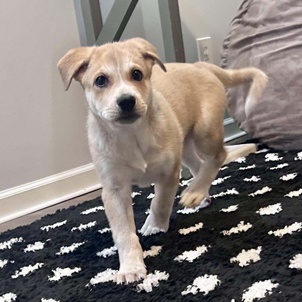 Enlarge HERA, a Adoptable Great Pyrenees in La Grange, KY image 6/6