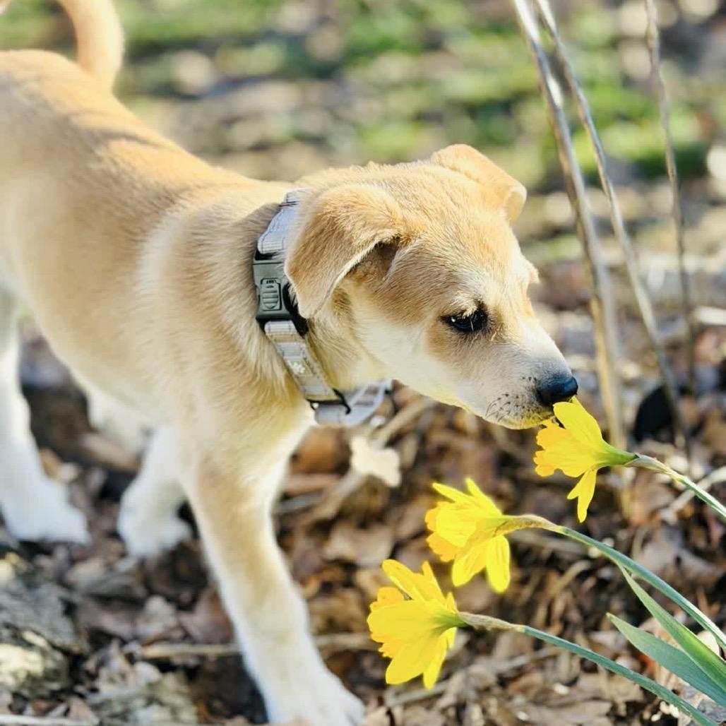 Enlarge HERA, a Adoptable Great Pyrenees in La Grange, KY image 2/6