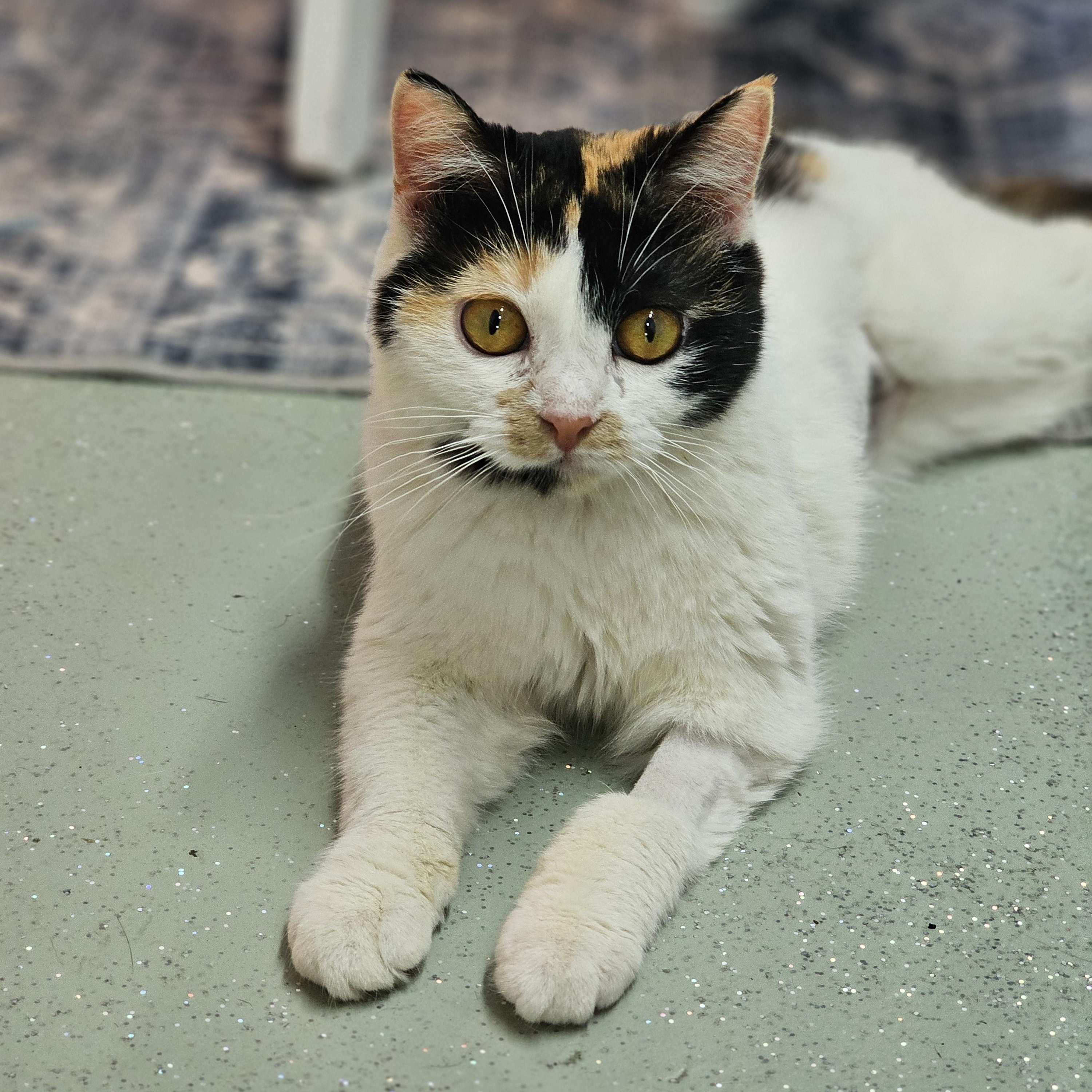 Enlarge Twix, a ADOPTABLE Domestic Short Hair in Toledo, OH image 1/3