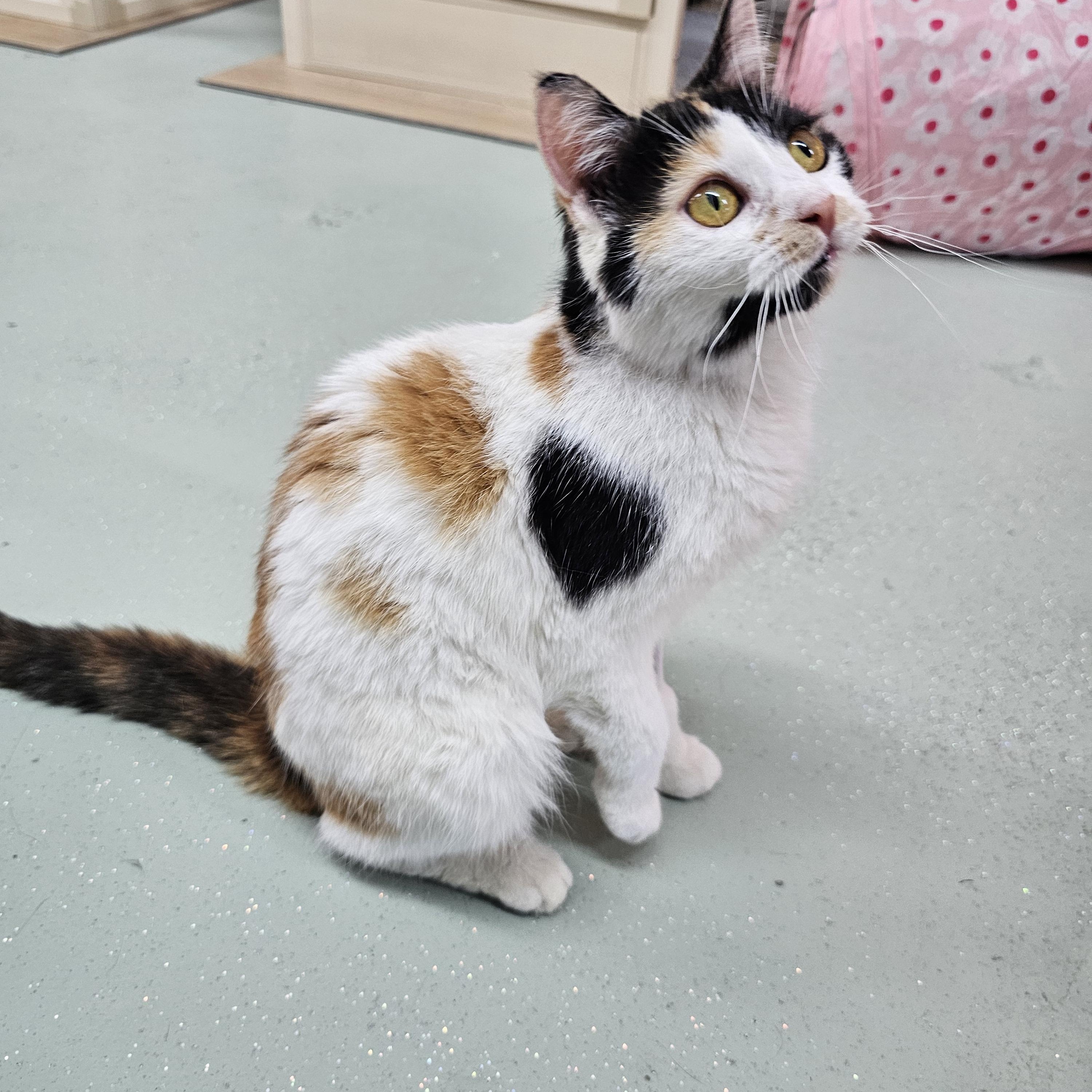 Enlarge Twix, a ADOPTABLE Domestic Short Hair in Toledo, OH image 2/3