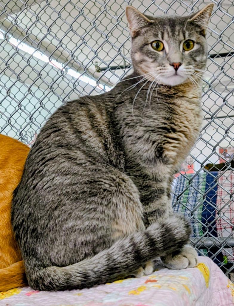Amulet, Adoptable, Kitten Male Domestic Short Hair.