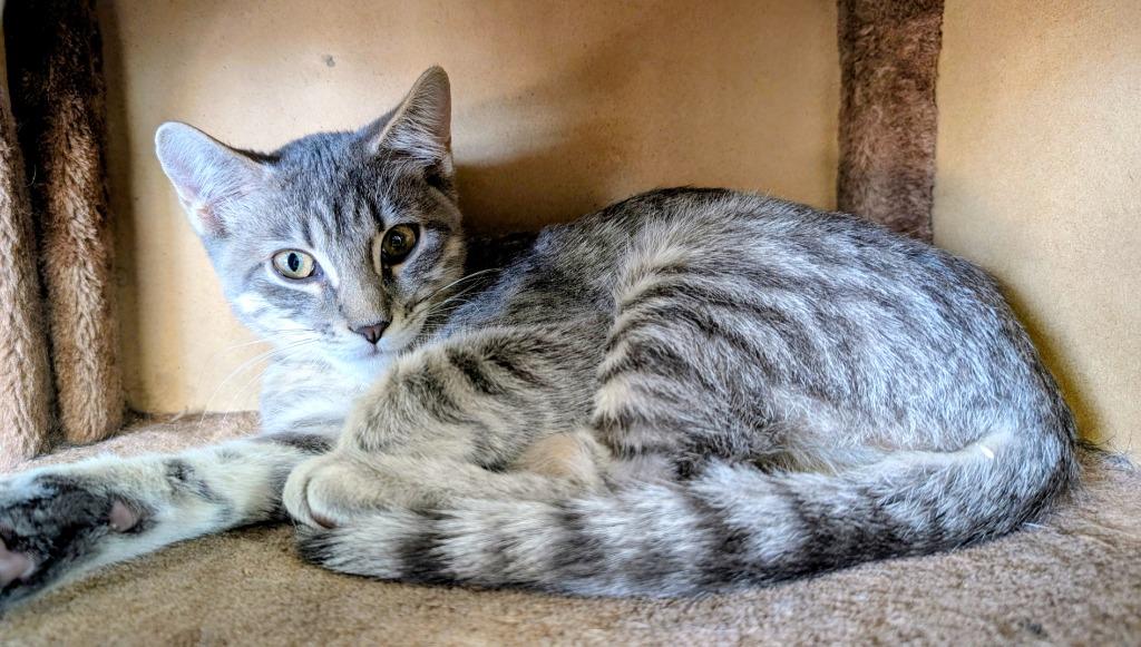 Enlarge Amulet, a Adoptable mixed breed in Peoria, AZ image 4/5