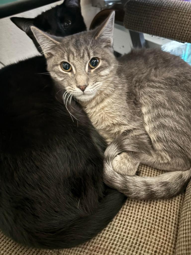 Enlarge Amulet, a Adoptable mixed breed in Peoria, AZ image 5/5