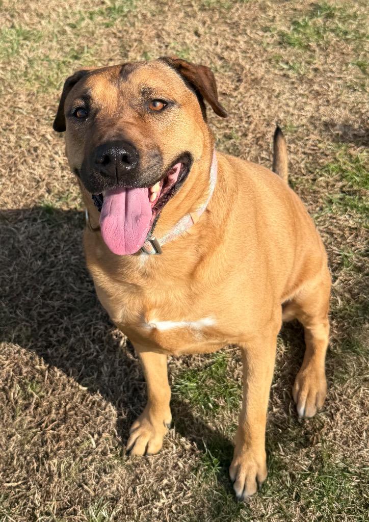 Enlarge Fannie, a Adoptable Shepherd in Gallatin, TN image 1/2