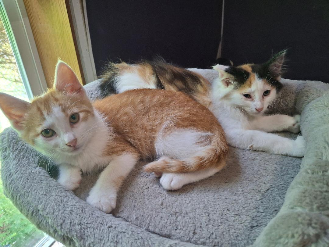 Enlarge Purcey, a ADOPTABLE Domestic Short Hair in Homer, MI image 4/5