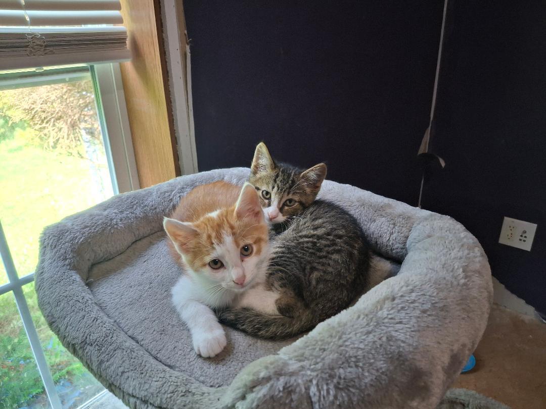 Enlarge Purcey, a ADOPTABLE Domestic Short Hair in Homer, MI image 3/5