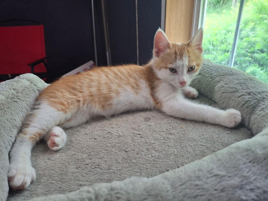 Enlarge Purcey, a ADOPTABLE Domestic Short Hair in Homer, MI image 2/5