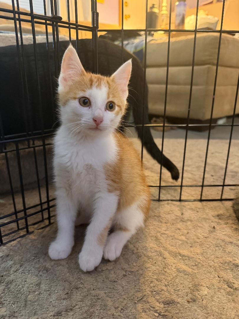 Purcey, ADOPTABLE, Kitten Male Domestic Short Hair.