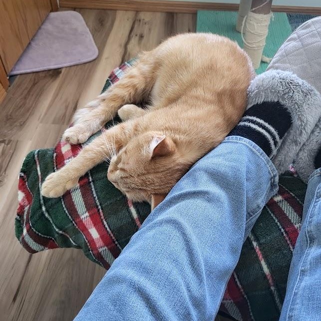 Enlarge Qiana, a ADOPTABLE Tabby in Minneapolis, MN image 2/5