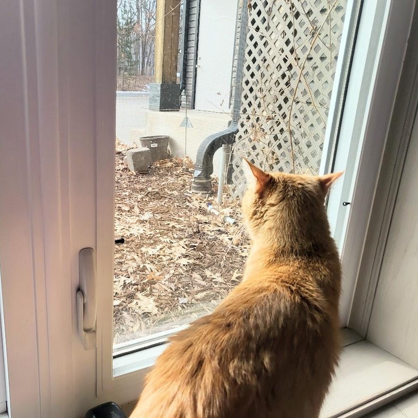 Enlarge Qiana, a ADOPTABLE Tabby in Minneapolis, MN image 5/5