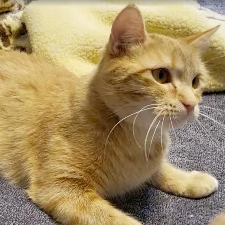 Enlarge Qiana, a ADOPTABLE Tabby in Minneapolis, MN image 4/5