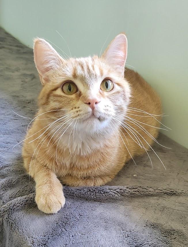 Qiana, ADOPTABLE, Young Female Tabby.