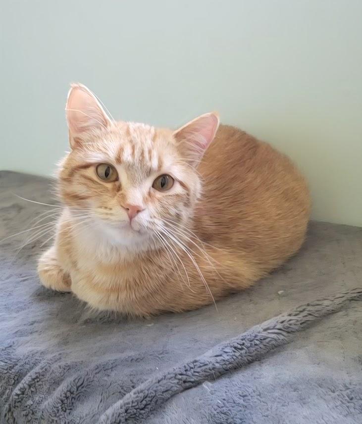 Enlarge Qiana, a ADOPTABLE Tabby in Minneapolis, MN image 5/6
