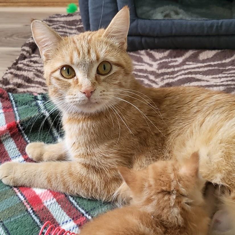 Qiana, ADOPTABLE, Young Female Tabby.