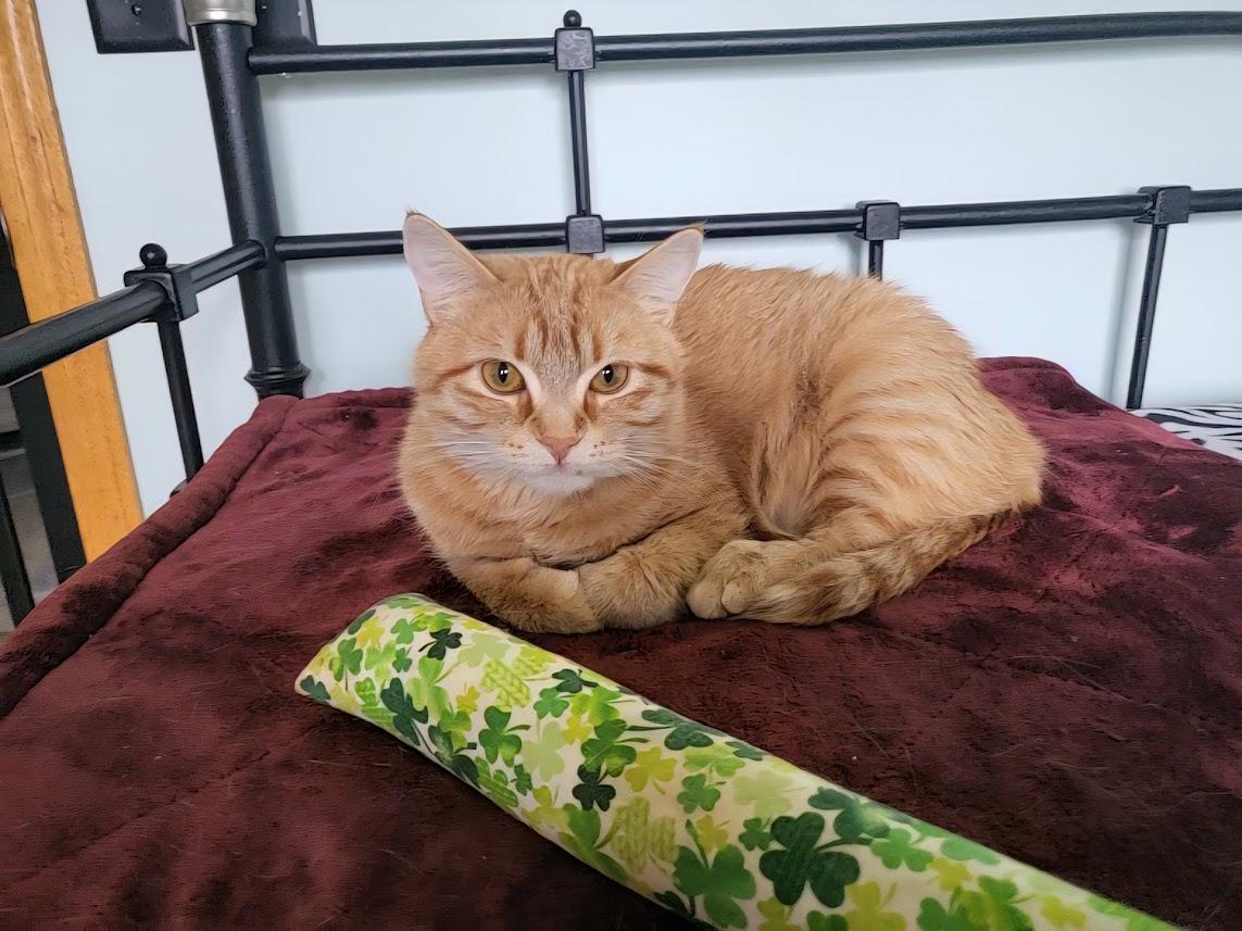 Enlarge Qiana, a ADOPTABLE Tabby in Minneapolis, MN image 4/6