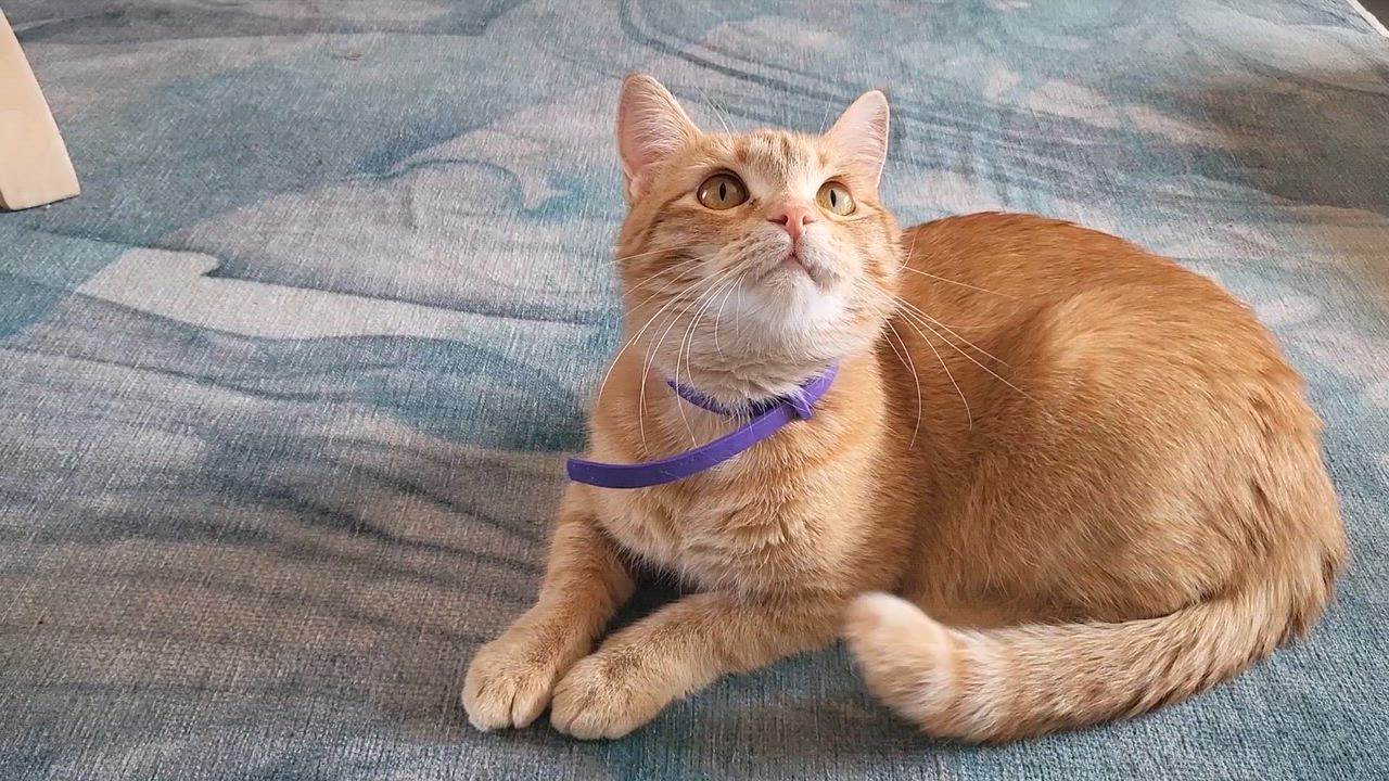 Enlarge Qiana, a ADOPTABLE Tabby in Minneapolis, MN video 6/6