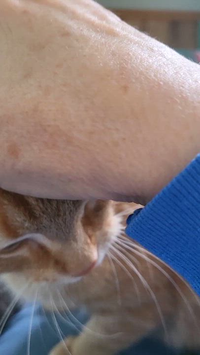 Enlarge Qiana, a ADOPTABLE Tabby in Minneapolis, MN video 3/5