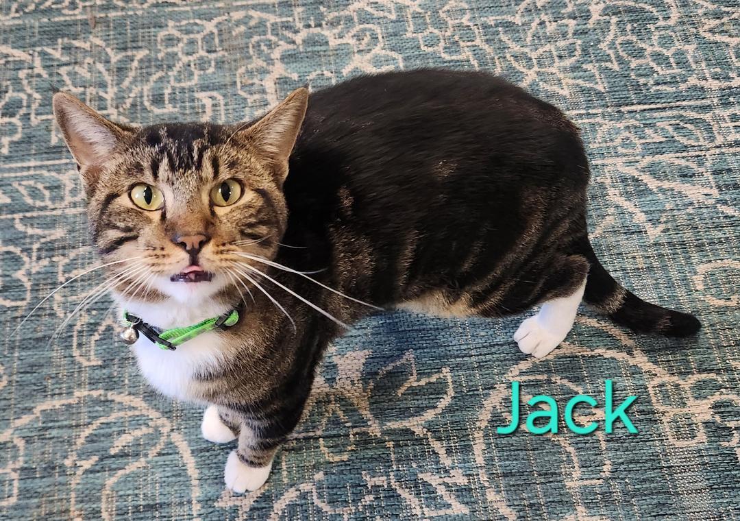 Jack thumbnail 2