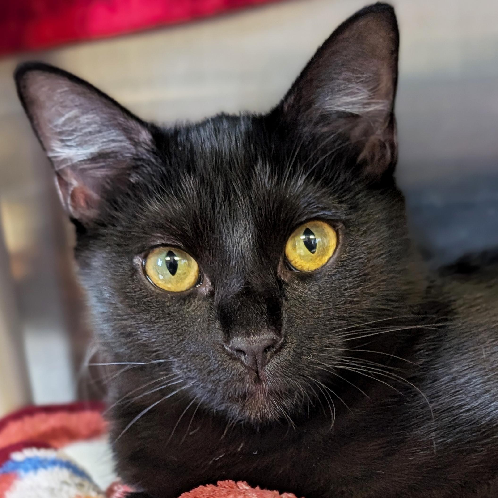 Olive, Adopted, Young Female Domestic Short Hair.
