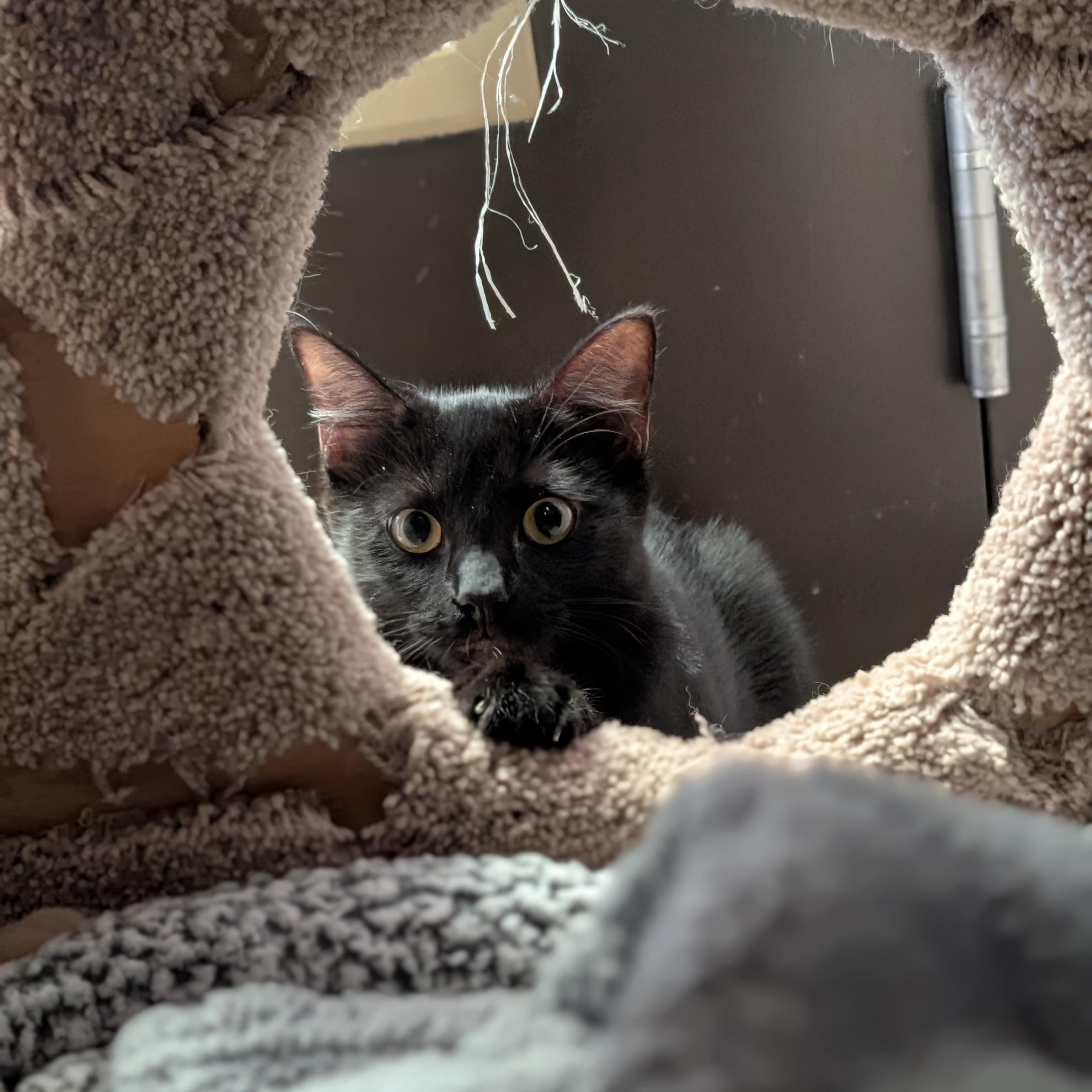 Enlarge Olive, a Adopted Domestic Short Hair in Jefferson, WI image 2/2