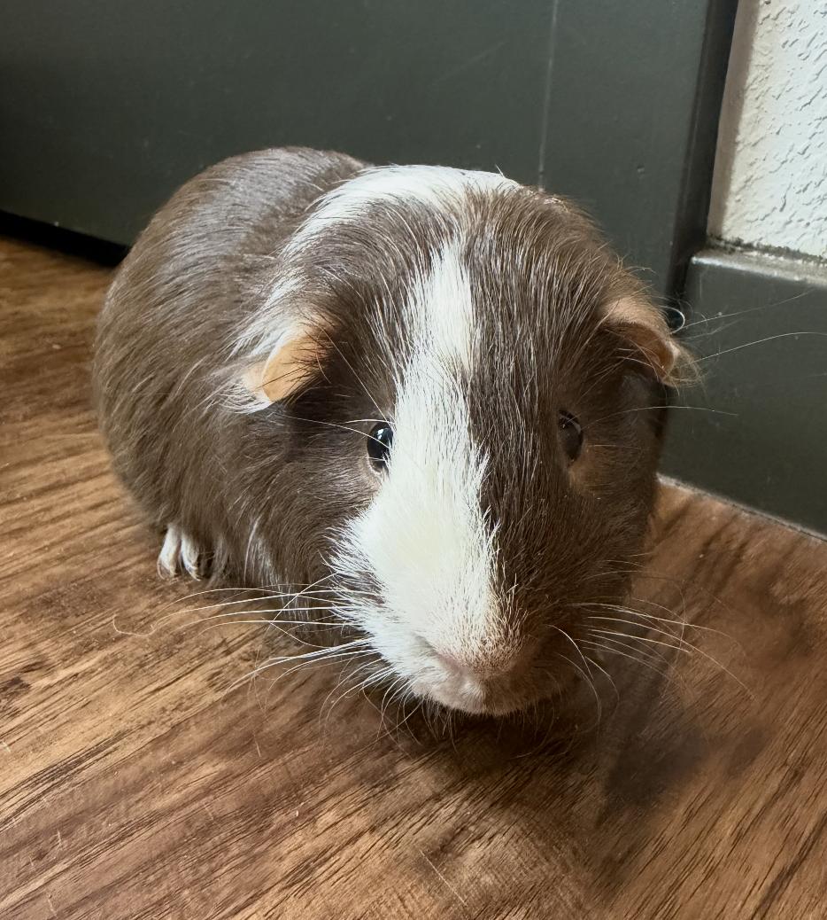 Enlarge Huey, a Adoptable Guinea Pig in Minneapolis, MN image 4/4