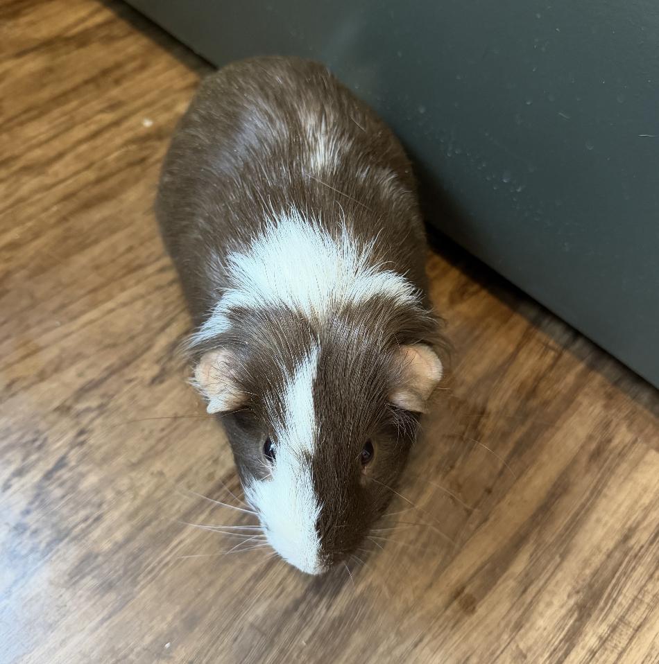 Enlarge Huey, a Adoptable Guinea Pig in Minneapolis, MN image 3/4