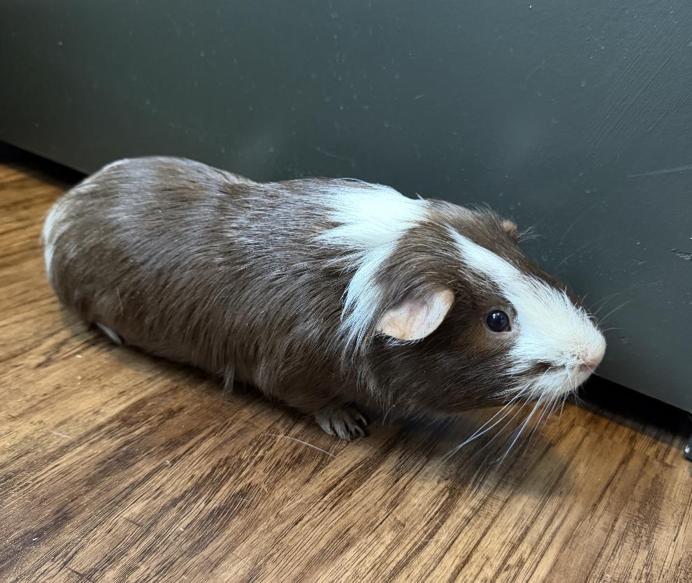 Huey, Adoptable, Adult Male Guinea Pig.