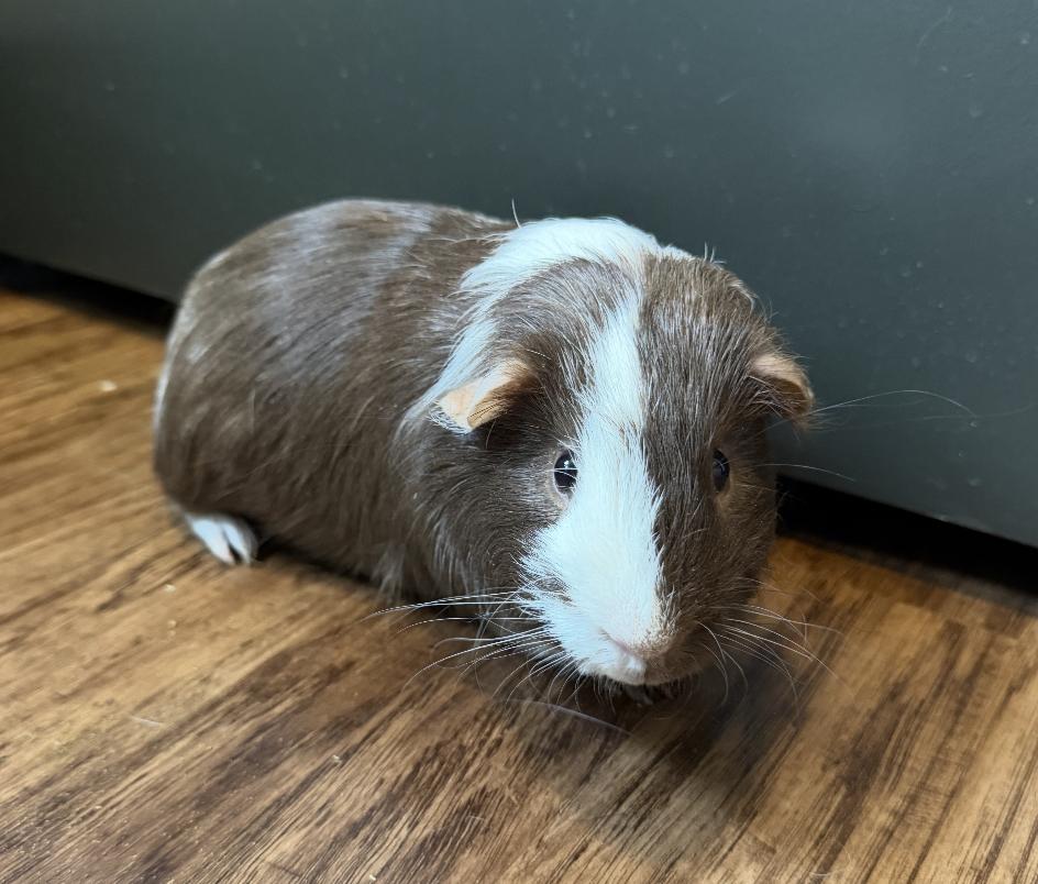 Enlarge Huey, a Adoptable Guinea Pig in Minneapolis, MN image 2/4