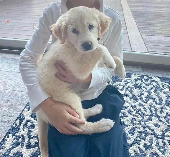 Yahtzee, a Adopted mixed breed in Bristol, WI image 1/6