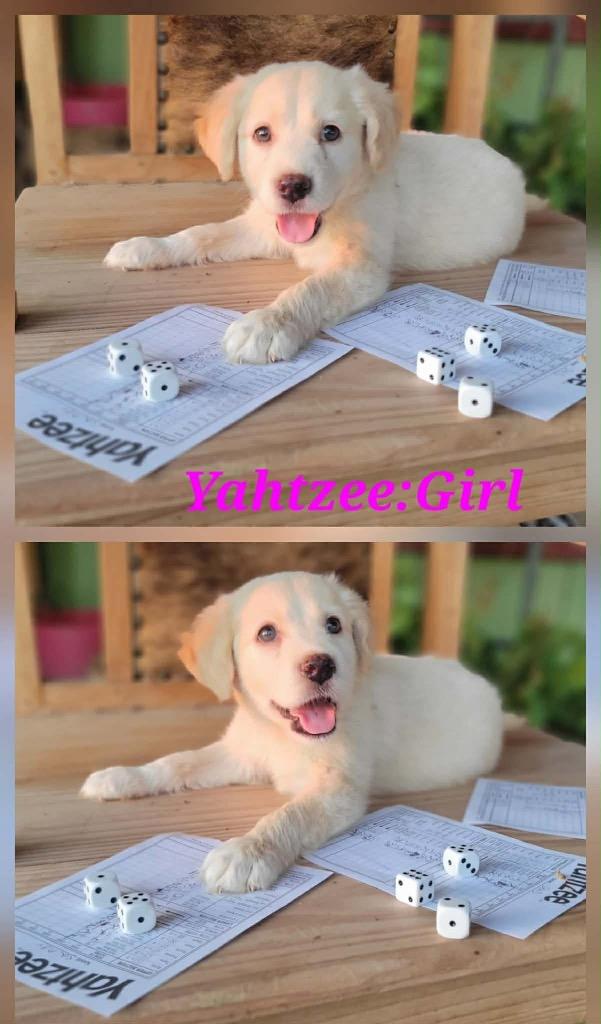 Yahtzee, a Adopted mixed breed in Bristol, WI image 2/6