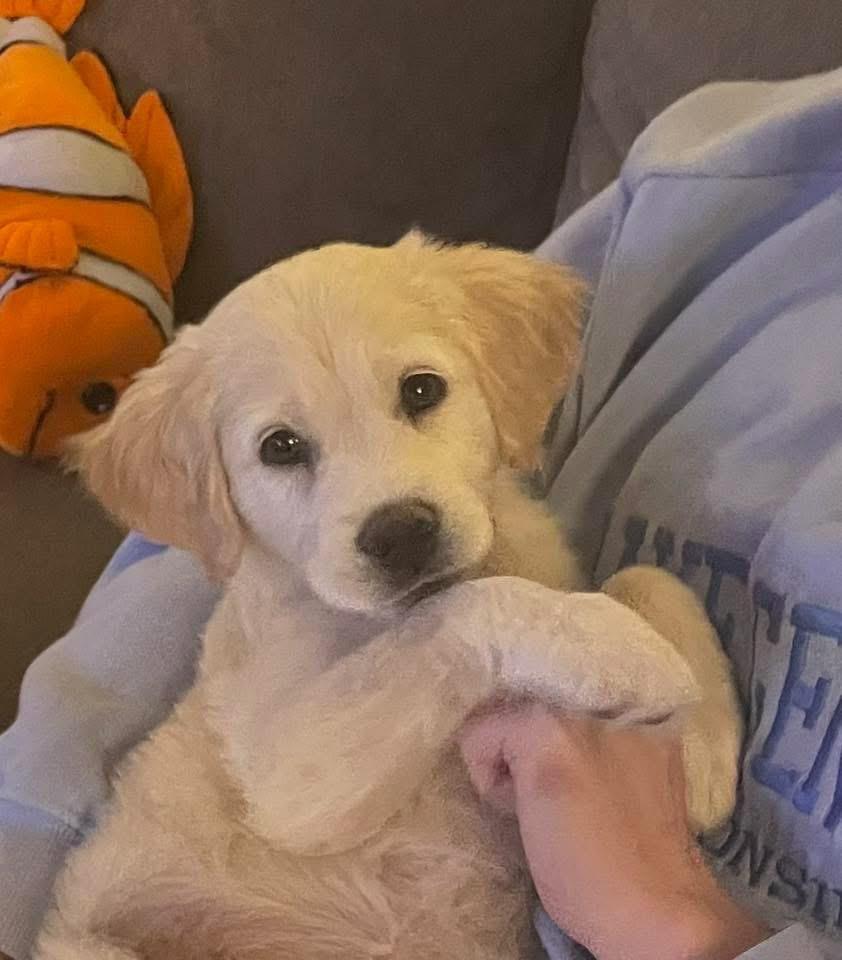 Yahtzee, a Adopted mixed breed in Bristol, WI image 3/6