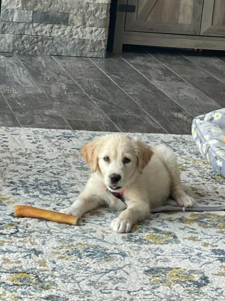 Yahtzee, a Adopted mixed breed in Bristol, WI image 4/6