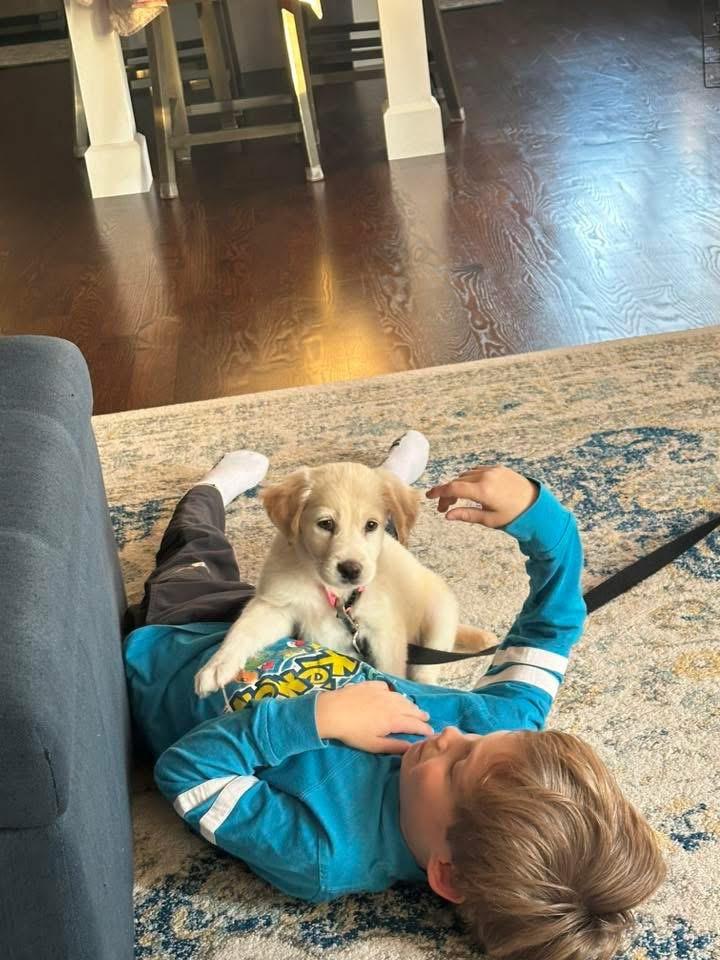 Yahtzee, a Adopted mixed breed in Bristol, WI image 5/6