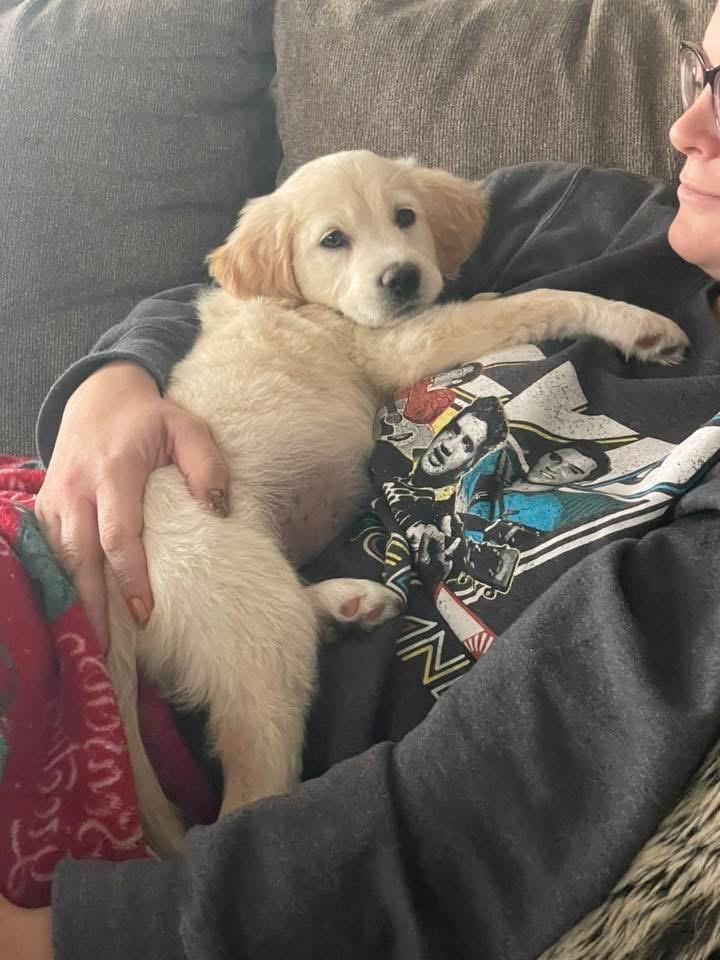 Yahtzee, a Adopted mixed breed in Bristol, WI image 6/6