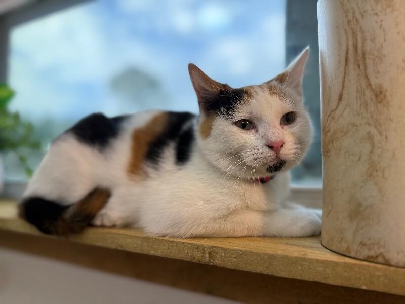 Ulani Lovey — thumbnail 3