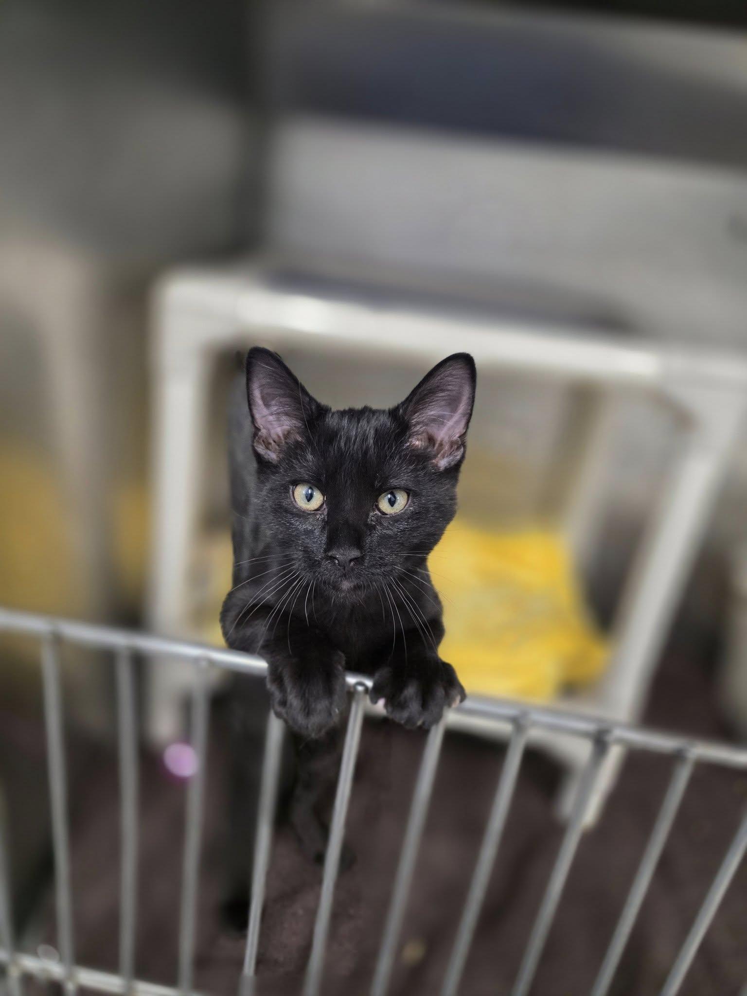 Rascal, ADOPTABLE, Kitten Male Domestic Short Hair.
